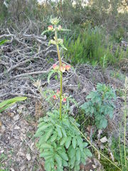 Scrophularia sambucifolia
