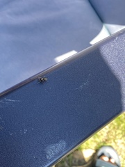 Salticus scenicus