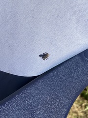 Salticus scenicus