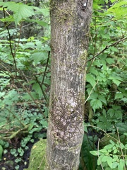Acer circinatum