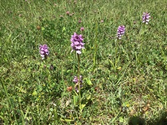 Dactylorhiza × grandis