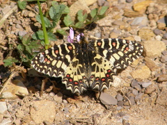 Zerynthia rumina