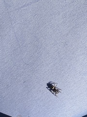 Salticus scenicus