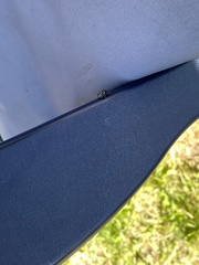 Salticus scenicus