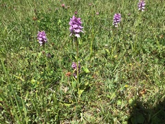 Dactylorhiza × grandis