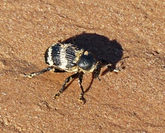 Cratosomus helleri