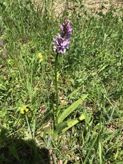 Dactylorhiza × grandis