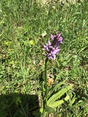 Dactylorhiza × grandis
