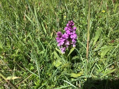 Dactylorhiza × kerneriorum