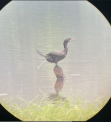 Nannopterum brasilianum brasilianum