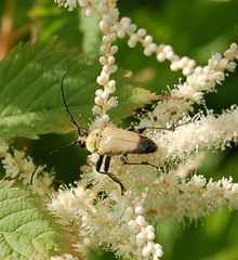 Trigonarthris subpubescens
