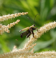 Trigonarthris subpubescens