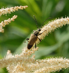 Trigonarthris subpubescens