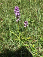 Dactylorhiza × grandis