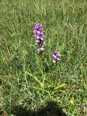 Dactylorhiza × grandis