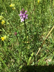 Dactylorhiza × grandis