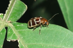 Exora olivacea