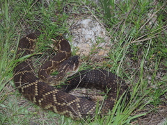 Crotalus molossus