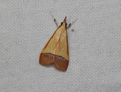 Pseudonoorda rubricostalis