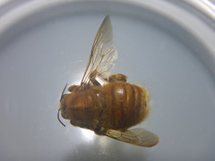 Xylocopa clarionensis