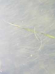 Hydrocharitaceae