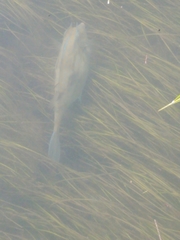 Hydrocharitaceae