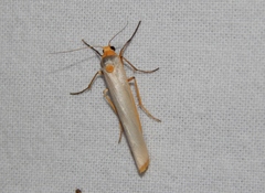 Sozusa scutellata