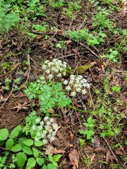 Ligusticum apiifolium