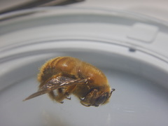 Xylocopa clarionensis