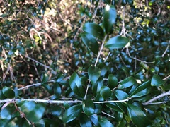 Pittosporum lancifolium