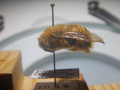 Xylocopa clarionensis