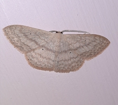 Scopula minorata