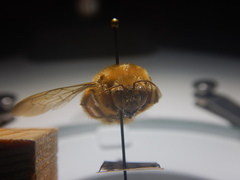 Xylocopa clarionensis