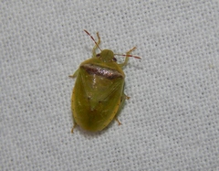 Piezodorus purus