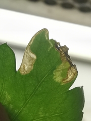 Phytomyza horticola