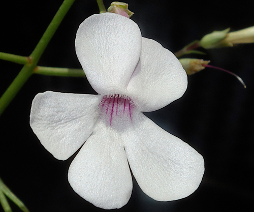 Penstemon ambiguus var. ambiguus