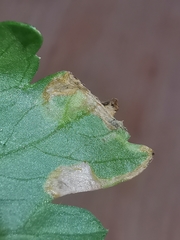Phytomyza horticola