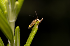 Malthinus seriepunctatus