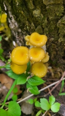 Pleurotus citrinopileatus