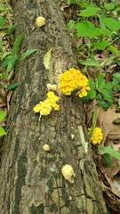 Pleurotus citrinopileatus