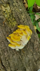 Pleurotus citrinopileatus