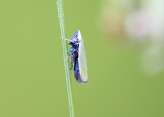 Diplocolenus