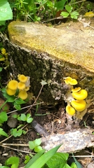 Pleurotus citrinopileatus