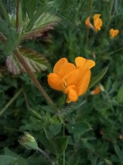 Lotus hispidus