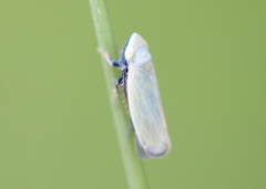 Diplocolenus