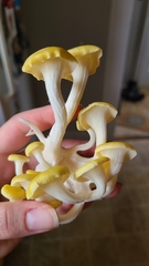 Pleurotus citrinopileatus