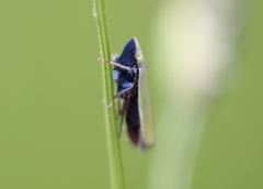 Diplocolenus