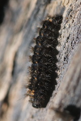 Eilema griseola