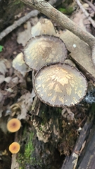 Coprinopsis variegata