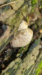 Coprinopsis variegata